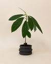Irregular Planter With avocado plant