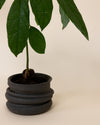 Irregular Planter With avocado plant